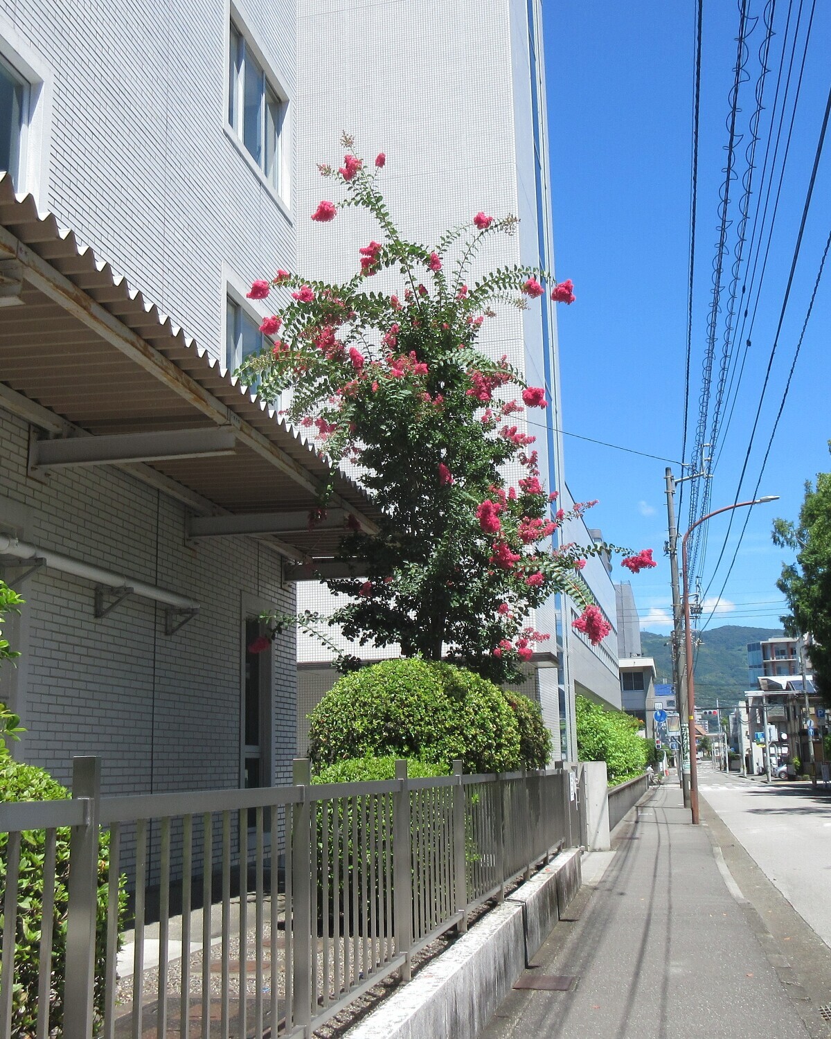 今想うこと(88)　濵田美穂｛サルスベ」
